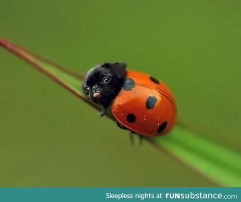 The rare ladypug