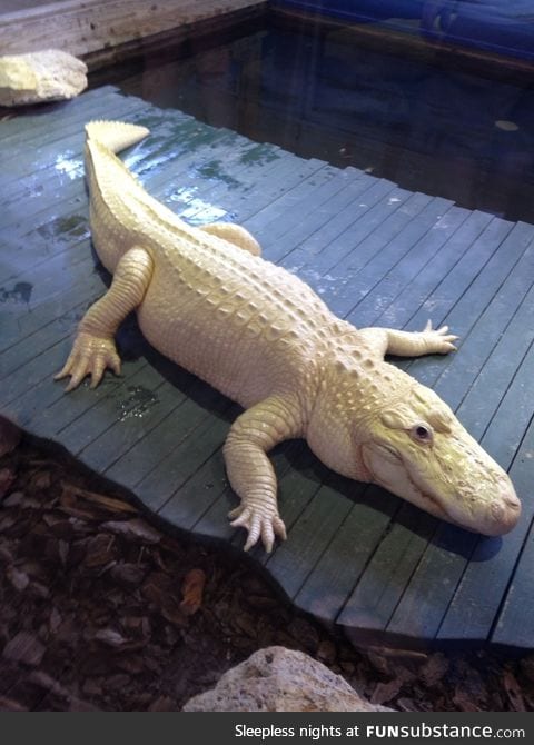 Albino Alligator, only 12 know alive in the world