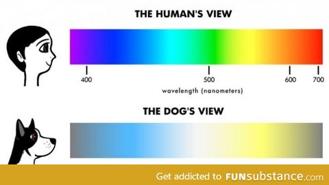 Dog vs Human Vision