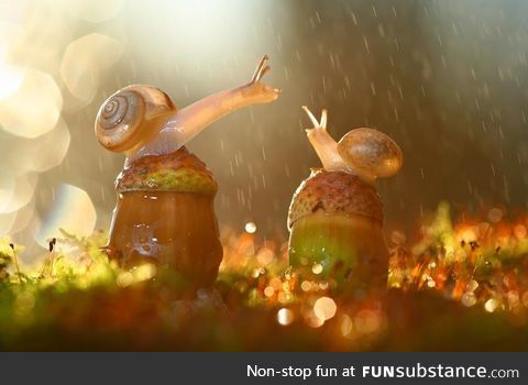 Snails in rain