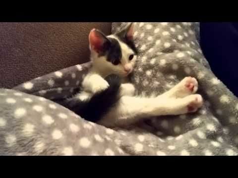 Cat Finds Her Own Tail Mesmerising