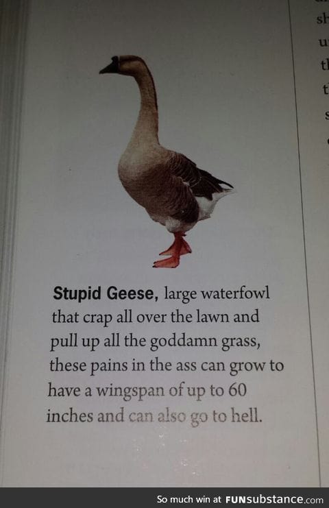 The real truth about geese