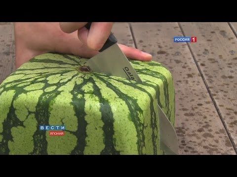 How to grow a square watermelon