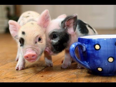 Cutest compilation of piglets