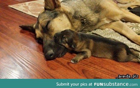 Mama and Pup's Nap Time