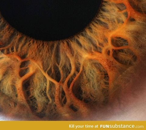 Zoomed in picture of an eye