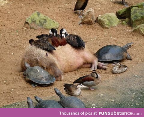 Just a capybara chilling with some ducks and turtles