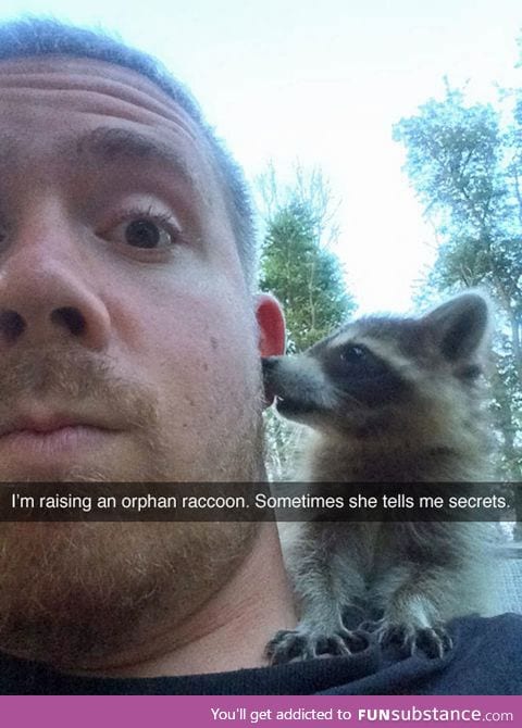 Raccoon secrets