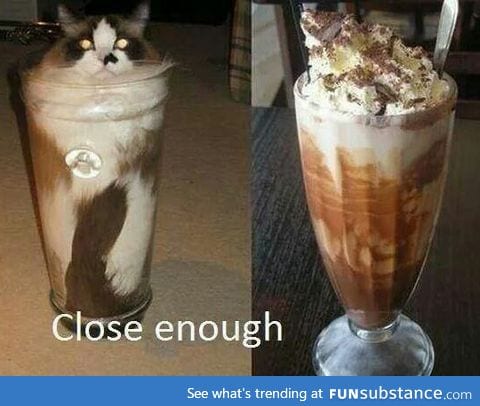 The milkshake cat