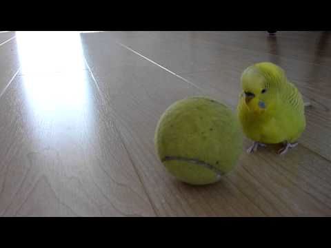 This parakeet knows balancing tricks