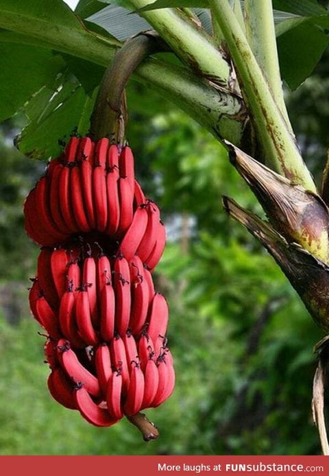 Red bananas exist