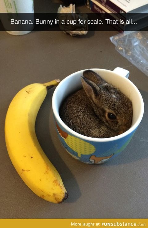 Excuse Me, But There's A Hare In My Drink