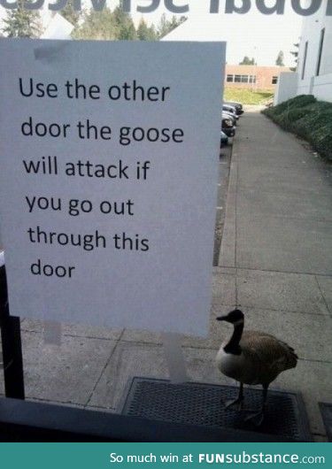 Help, a goose!