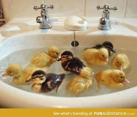 Ducklings' first bath