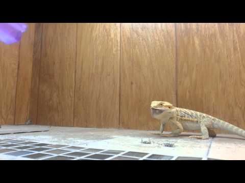 This bearded dragon knows how to eat its food tactically