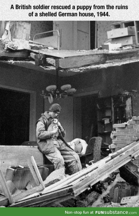 British soldier saved a puppy