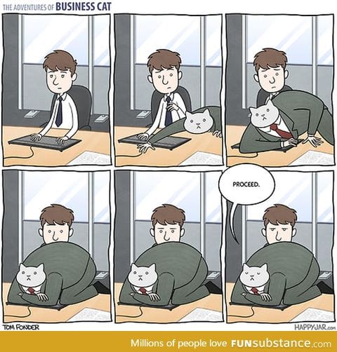 Business cat's adventures