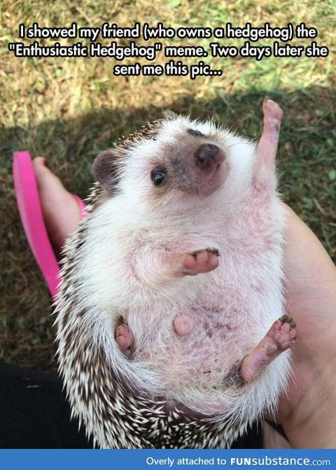 An even more enthusiastic hedgehog