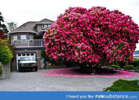 Huge rhododendron tree