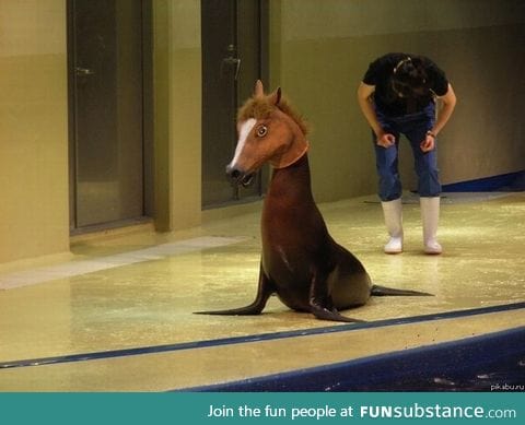 Just a seal with a horse mask