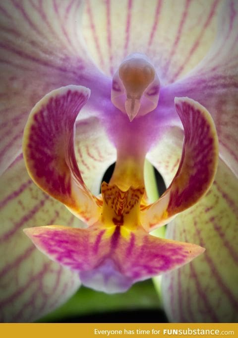 The moth orchid looks like a bird flying toward you