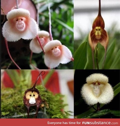 Monkey orchids