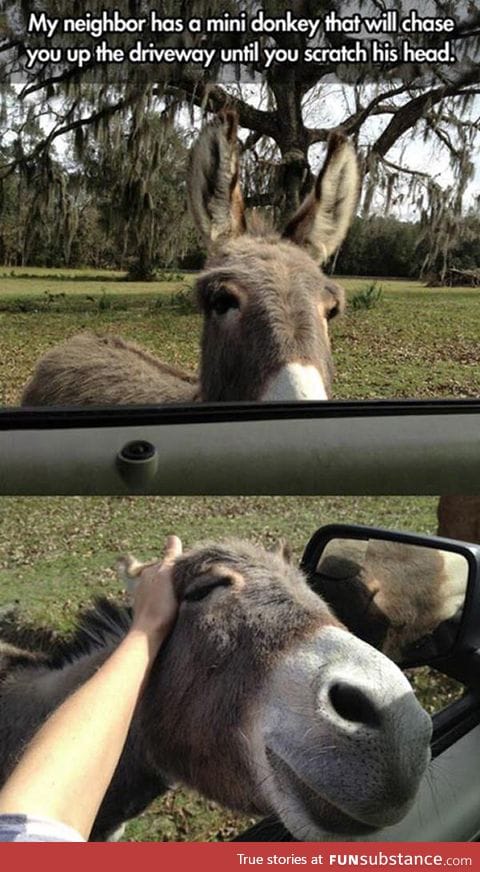 Donkeys are sweet pets