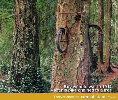 Bicycle tree