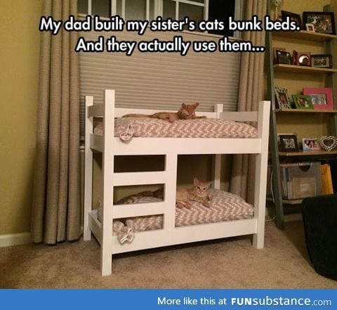 The cutest kitty bunk beds