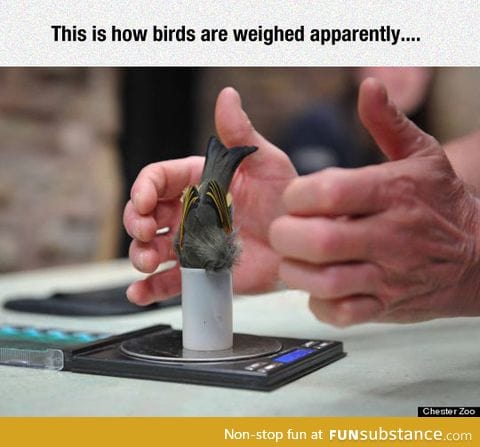 How zoologists weigh tiny birds