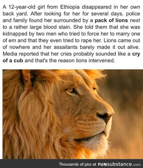 Lions save kidnapped girl in Ethiopia