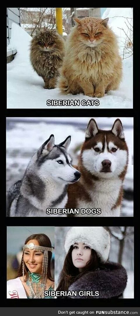 I want Siberian