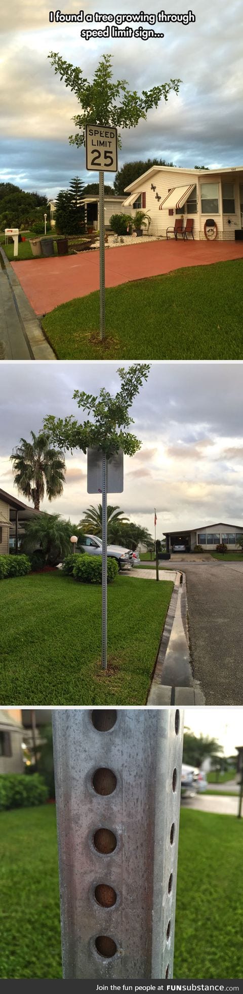 Tree growing in a speed limit sign