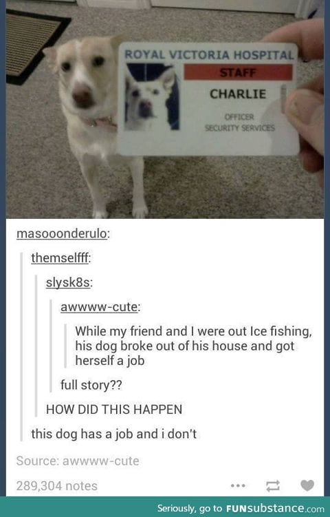 That's a damn good dog