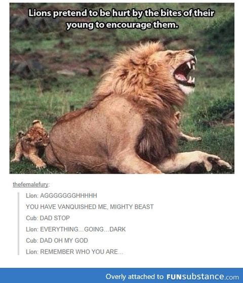 Lions are good fathers