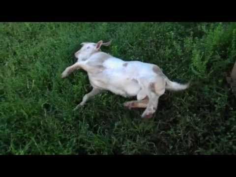 This Goat Faints Every time He Touches The Grass