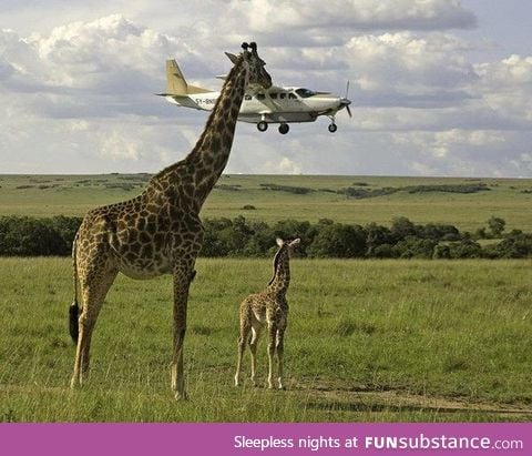 Giraffe eating a plane