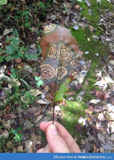 It's like nature painted on a leaf