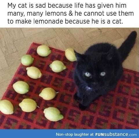 Cat and lemons