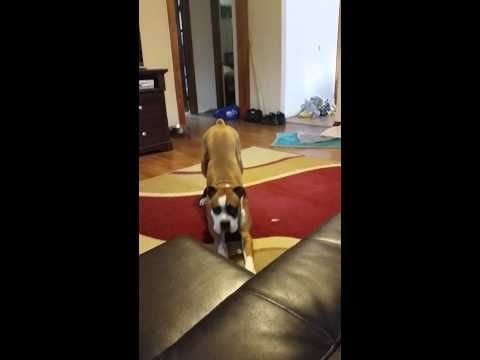 Dog tries his hardest to get on the couch will make your heart melt