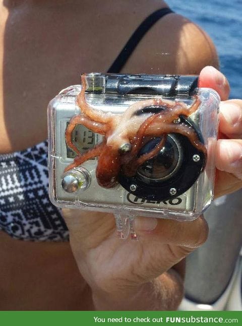 Photobombing level: Octopus