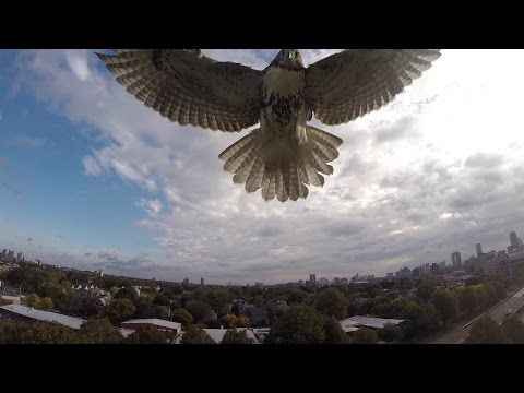 Hawk attacks a quadcopter with a one-hit kill