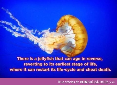 Jellyfish that can reverse aging