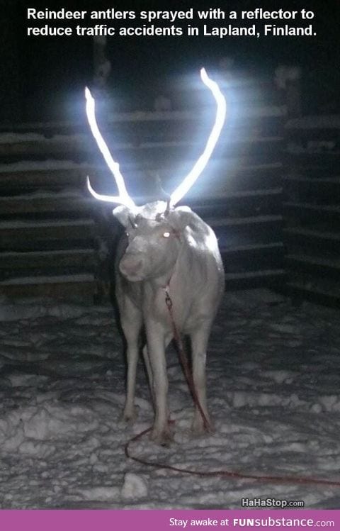 Saving reindeer