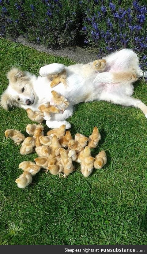 This dog gets all the chicks
