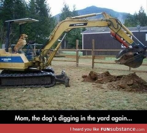 Dog is digging the yard