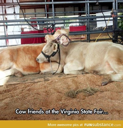 Fuzzy cows are just adorable