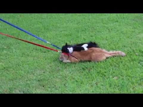 Funny cat refuses to walk on a leash like a dog