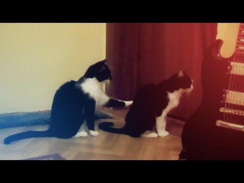 Cat tries to apologize