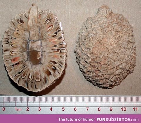 Cross section of a 160 million year old pine cone fossil